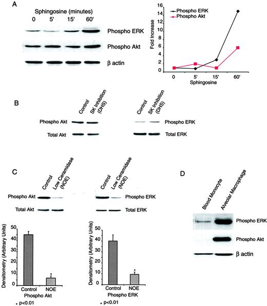 FIGURE 7. Sphingosine activates and acid ceramidase inhibition blocks Akt and ERK activity in alveolar macrophages. A, Human alveolar macrophages were treated with sphingosine (5 μM) for various times. Whole-cell lysates were obtained, and ERK and Akt activity was analyzed by Western analysis. Equal loading of the blots was analyzed by reprobing the blot for β-actin. B, Human alveolar macrophages were treated with DMS (10 μM) for 30 min. Whole-cell lysates were obtained, and ERK and Akt activity was analyzed by Western analysis. Similar data were obtained with longer exposures (1 and 3 h) (data not shown). C, Human alveolar macrophages were treated with NOE (1 mM) for 30 min. Whole-cell lysates were obtained, and ERK and Akt activity was analyzed by Western analysis. The graph represents densitometry of three separate experiments. D, Alveolar macrophages and blood monocytes from the same donor were lysed, and Western analysis was performed for active (phosphorylated) Akt and ERK. The experiment is representative of three separate experiments.