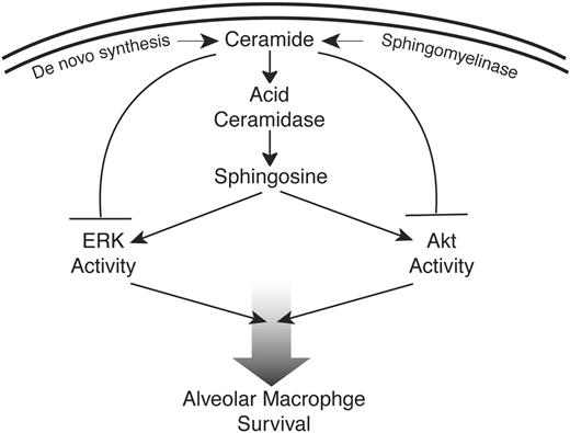 FIGURE 8. This is a diagram of the proposed role of acid ceramidase in blocking the proapoptotic effects of ceramide by rapidly converting ceramide to sphingosine, resulting in activation of ERK and Akt in human alveolar macrophages.