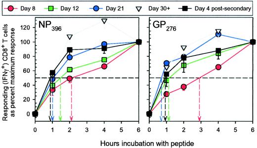 FIGURE 3. IFN-γ production accelerates over the course of primary infection, but not after secondary exposure to virus. C57BL/6 mice were infected with LCMV, and the maturation of effector function was followed by determining the OR 1/2 at various times thereafter. OR 1/2 values for two epitope-specific cell populations at 8, 12, 21, and >30 days after primary virus infection and at 4 days after secondary virus infection are shown by drop-arrows. The data represent results from four to eight mice; the arithmetic means are shown, and the error bars represent 1 SD.