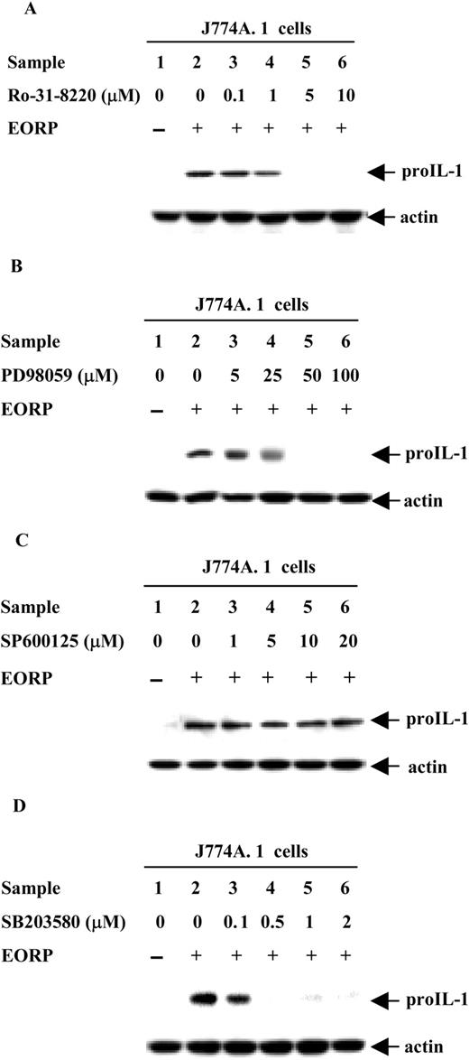 FIGURE 5. Effect of PK inhibitors on EORP-induced pro-IL-1 protein expression in J774A.1 cells. Effect of Ro-31-8220 (A), PD98059 (B), SP600125 (C), and SB203580 (D) on EORP-induced pro-IL-1 expression. Cells were preincubated with various concentrations of inhibitor, as indicated for 1 h, followed by EORP stimulation (25 μg/ml) for additional 6 h. After incubation, samples were subjected to Western blot analysis of pro-IL-1, as described in Materials and Methods. The indicated arrows on the right side represent position of pro-IL-1 and actin, respectively. This experiment is representative of three similar experiments.