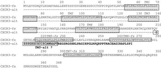 FIGURE 2. Comparison of amino acid sequences of splice variant CXCR3-alt and CXCR3-full-size (fs). Dashes indicate sequence identical with CXCR3-fs. Bold letters show the novel sequence in CXCR3-alt. Gray boxes surround predicted transmembrane regions according to the program TMpred.