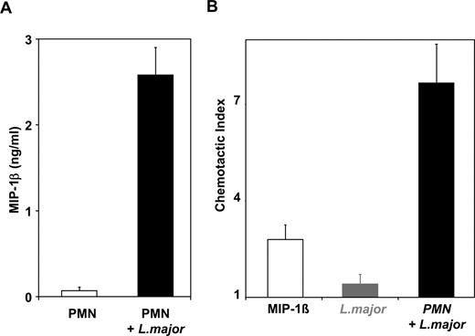 FIGURE 2. PMN infected with Leishmania produce MIP-1β and recruit monocytes. A, Freshly isolated PMN were coincubated in vitro with L. major in a 1:5 ratio or in medium alone and the MIP-1β content of the supernatants was measured 18 h after coincubation using ELISA. The data represent means ± SEM from four independent experiments. B, Migration of purified monocytes was assessed toward either MIP-1β (2.5 ng/ml), viable L. major (5 × 106), or supernatant taken from PMN-L. major coculture 18 h after coincubation. Cells were counted after 90 min of migration. Migration is depicted as a chemotactic index: specific migration/migration toward medium. The figure shows the mean values ± the SEM of duplicate assays for each condition obtained from three independent experiments.