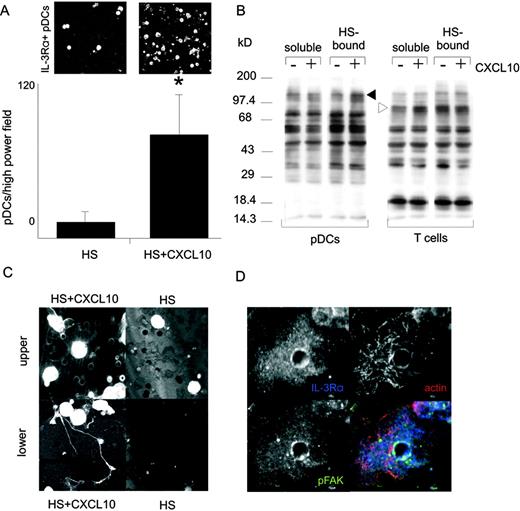 FIGURE 4. Immobilized CXCL10 induces adhesion, tyrosine phosphorylation, and polarization of pDCs. A, HS-bound CXCL10 mediates pDC adhesion. Transwell filters were coated with HS only or sequentially with HS and CXCL10. pDCs were allowed to adhere to the filters for 20 min, and filter-bound cells were stained with anti-CD123 mAbs and visualized by confocal LSM (upper panels). Mean numbers (+SD) of filter-bound pDCs were assessed by automated cell counting (lower panel, y-axis). ∗, Significant (p < 0.01) increase in adhesion. B, Immobilized but not soluble CXCL10 induces tyrosine phosphorylation in pDCs as assessed by anti-phosphotyrosine Western blotting. pDCs (left panel) or IL-2-stimulated T cells (right panel) were incubated in the absence or presence of soluble CXCL10 (100 ng/ml) or were spun down gently onto HS only or HS/CXCL10-coated filters and cultured for 10 min. Solid arrowhead denotes the position of cellular proteins that are hyperphosphorylated in pDCs in response to immobilized CXCL10. Open arrowhead points to protein bands hyperphosphorylated in T cells in response to soluble but not immobilized CXCL10. C, Morphology of pDCs adhering and transmigrating in response to immobilized CXCL10. Flattening and lamellipodium-like protrusions are seen in pDCs adhering to HS/CXCL10 (upper left panel) but not to HS-coated filters (upper right panel). pDCs migrated to immobilized CXCL10 develop dendrite-like protrusions (lower left panel). No substantial pDC migration was observed on HS-coated filters (lower right panel). Fixed cells were visualized by propidium iodide staining and confocal LSM. D, pDCs cluster pFAK next to the pores of HS/CXCL10-coated filter membranes. Confocal LSM of pDCs adhering to HS/CXCL10-coated filters visualizes the distribution of pFAK (green), F-actin (red), and CD123 (blue; overlay image in lower right panel). The other three panels give the images of the individual fluorescence channels.
