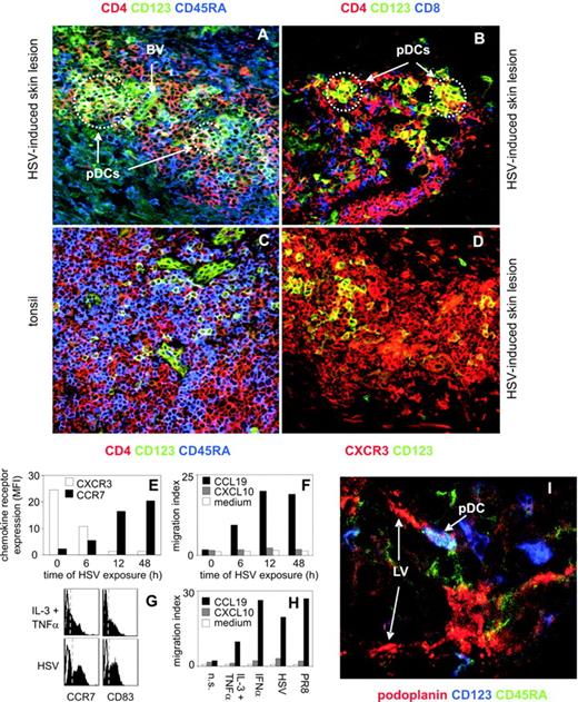 FIGURE 8. pDCs accumulate in HSV-induced skin lesions. A and B, Perivascular localization of pDCs in HSV lesions. Cryostat sections obtained from HSV-2-infected gluteal skin were subjected to CD123-Oregon Green (green), CD4-PE (red), and CD45RA-Cy5 (blue; confocal LSM overlay image in A) or to CD123-Oregon Green (green), CD4-PE (red), and CD8-Cy5 (blue) triple immunolabeling (overlay image in B). pDCs, i.e., CD123+CD4+CD45RA+ cells (whitish cells in A) and CD123+CD4+CD8− cells (yellow cells in B), are assembled in small clusters juxtaposed to CD123+ dermal blood vessels (BV, green structures in A and B). CD4+ (red cells in A and B) and CD8+ T cells (blue cells in B) are loosely arranged around the pDC clusters. C, Staining of tonsillar tissue with CD4 (red), CD123 (green), and CD45RA (blue)-specific mAbs. pDCs do not occur in clusters but are equally distributed in the T cell-rich areas. D, Predominance of CXCR3+ cells in the cellular infiltrate of HSV-induced skin lesions. Virtually all CD123+ pDCs express CXCR3 (yellow cells). CD123− cells in the inflammatory infiltrate also express CXCR3 (red cells). E, Rapid reciprocal regulation of CXCR3 and CCR7 expression on pDCs by HSV exposure. Purified pDCs were exposed to HSV-2 (1 × 106 PFU/ml) for the indicated time periods (x-axis) and analyzed for CXCR3 and CCR7 expression by FACS (MFI values, y-axis). F, HSV-induced up-regulation of CCR7 coincides with the rapid induction of pDC chemotaxis to soluble gradients of CCL19. pDCs were cultured for the indicated time period in the presence of HSV-2 and tested for their ability to chemotactically respond to CCL19 or CXCL10 (100 ng/ml each). Migration indices (y-axis) are shown as a function of time of HSV exposure (x-axis). G, HSV is a potent stimulant of pDC maturation. pDCs were cultured in the presence of IL-3/TNF-α (upper panel) or HSV-2 (lower panel) for 12 h and analyzed for the expression of the maturation marker CCR7 and CD83 (closed histograms; left and right panel, respectively). HSV-2 promoted pDC maturation even more potently than the classical maturation mixture IL-3 plus TNF-α. Dashed lines indicate cut-off levels for positive immunofluorescence as revealed by isotype-matched control mAb staining (open histograms). H, HSV, influenza virus, and exogenous IFN-α are equally potent inducers of CCR7-dependent chemotactic activity in pDCs. Freshly isolated pDCs (n.s.), or pDCs exposed to IL-3 plus TNF-α, IFN-α, HSV-2, or influenza A virus/PR8 strain were tested for their ability to chemotactically respond to CCL19 or CXCL10 in transwell insert chemotaxis assays. Migration indices are given on the y-axis. I, Juxtaposition of pDCs and lymphatic vessels in HSV lesions. Sections were stained with lymphatic vessel (LV)-specific anti-podoplanin Abs (red). pDCs were identified by coexpression of CD45RA (green) and CD123 (blue).