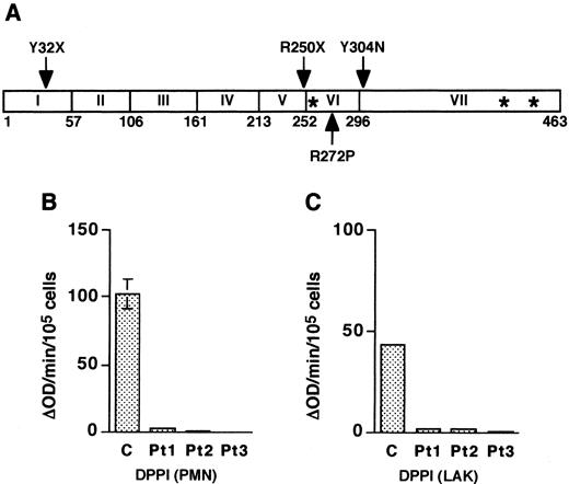 FIGURE 1. Summary of mutations in the DPPI locus and DPPI activity in PLS patients. A, Schematic representation of the coding regions of the DPPI gene. The boxes depict the seven exons, with the amino acid numbers shown at the end of each exon. The mutations are indicated with arrows. Both Y32X and R250X result in premature stop codons, whereas the other changes lead to missense mutations. Asterisks indicate the sites of the catalytic triad. B and C, Shown is DPPI activity in neutrophils (PMN) and LAK cells, respectively. Control levels represent the average activity determined from four healthy donors. All results represent the mean of duplicate determinations.