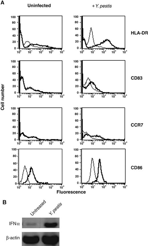 FIGURE 2. Infection with Y. pestis transforms monocytes to DCs. A, Cell surface expression of DC markers on infected monocytes. Monocytes were harvested 48 h after infection and incubated with FITC-labeled anti HLA-DR, FITC-labeled anti-CD86, PE-labeled anti-CD83, or appropriately labeled isotype control mAbs. Alternatively, cells were labeled with an anti-CCR7 mAb, followed by secondary labeling with an FITC-conjugated goat anti-mouse Ab. Ab binding was measured by flow cytometry. Thin lines represent isotype-matched control Abs, and thick lines represent cell surface Ag expression. B, Transcriptional activation of IFN-α by Y. pestis-infected monocytes. CD14+ monocytes were infected with Y. pestis (50 bacteria/cell) for 1 h at 37°C, washed, and cultured for 24 h with RPMI 1640 containing 5% human AB serum. Total RNA was extracted from infected cells, and transcriptional activation of IFN-α was measured by RT-PCR. Results shown are representative of four experiments performed with cells from four different donors.