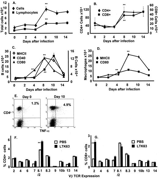 FIGURE 1. LTK63 enhances the cellularity of the lung. LTK63, 5 μg administered i.n., increased the total cells recovered (♦) from the lung, determined by trypan blue exclusion. The total number of lymphocytes (▪) increased in the lung following administration of LTK63 (A). The total number of lymphocytes expressing CD4 (left axis; ♦) or CD8 (right axis; ▪) was examined by flow cytometry and increased in the lung after LTK63 treatment (B). The number of activated B cells was determined by multiplying the percent CD45R+ cells that also expressed MHC II (⋄), CD40 (▪ and right axis) or CD80 (▴) by the total number of lymphocytes (C). The number of activated macrophages expressing MHC class II or CD80 was determined by specific gating of the forward and side scatter macrophage population (D). Flow cytometric plots of CD4 (y-axis) vs TNF-α (x-axis) showing how LTK63 increased intracellular TNF-α on day 0 (left) compared with day 10 (right) (E). The proportion of lymphocytes coexpressing CD4 (F) or CD8 (G) and selected TCR Vβ gene products were enumerated by flow cytometry in mice 7 days after intranasal inoculation of PBS (□) or LTK63 (▪). All results are representative of two to three independent experiments containing five mice per group. ∗∗, p < 0.05 compared with the previous time point or to the corresponding PBS-treated group where applicable.