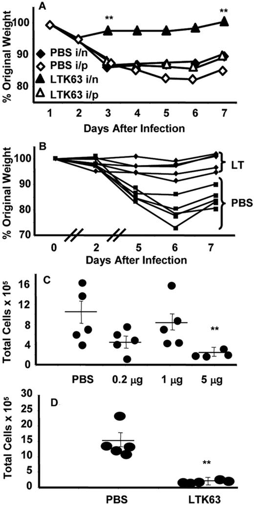 FIGURE 2. LTK63 reduces weight loss and lung cellularity during viral infection. Mice were immunized i.n. (♦, ▴) or i.p (⋄, trio]) with 5 μg of LTK63 (▵, ▴) or an equivalent volume of PBS (⋄, ♦), scarified with rVV-G 14 days later and challenged i.n. with RSV after a further 14 days. Percent weight loss was calculated from the original starting weight of each mouse at the time of the final RSV challenge (A). Weight loss was also monitored in LTK63 (5 μg i.n.; ⋄, ♦)- or PBS (□, ▪)-treated mice infected i.n. with influenza virus (B). Each line represents weight loss in an individual animal. Cellularity of the lung was enumerated by trypan blue exclusion of lung homogenates from i.n. LTK63-treated mice subsequently infected with G/RSV (C) or influenza virus (D). Each point represents an individual mouse and is representative of two additional experiments. Average values are represented as horizontal bars ± S.E. of the mean; ∗∗, p < 0.05 compared with the PBS-treated sample group.