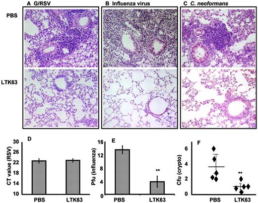 FIGURE 6. LTK63 improves lung histology and enhances pathogen clearance from the lung. Mice were given PBS (top row) or 5 μg of LTK63 (bottom row) 2 wk before G/RSV (A), influenza virus (B), or C. neoformans (C). Lungs were formalin fixed and embedded in paraffin at the peak of the inflammatory response (day 7 in A and B and day 12 in C), and sections were stained with H&E. Pathogen titers were enumerated at multiple time points in G/RSV (D)-, influenza virus (E)-, or C. neoformans (F)-infected mice at days 7, 4, and 12, respectively. The results represent the mean ± SD for 5 mice (D and E) or individual mice (F) and are representative of two to three independent experiments. Average values are represented as horizontal bars ± SEM; ∗∗, p < 0.05 compared with the PBS-treated sample group.