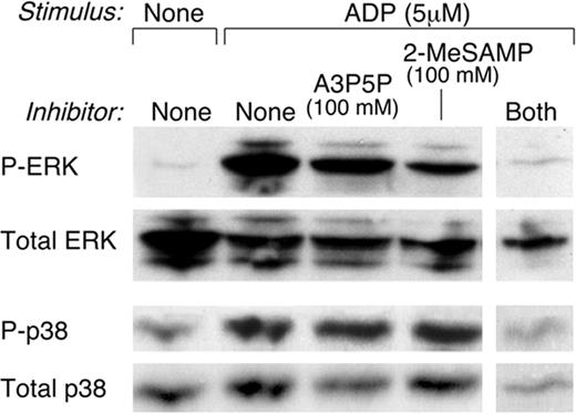 FIGURE 2. Phosphorylation of ERK and p38 MAPKs. IL-4-primed hMCs were stimulated for 5 min with ADP (5 μM) in the presence of the indicated inhibitors or with a buffer control. Whole-cell lysates were resolved by SDS-PAGE, and Western blotting was performed with rabbit polyclonal Abs that recognize the phosphorylated forms of ERK (P-ERK) and p38 (P-p38). The blot was then stripped and reprobed with Abs that recognize total ERK and total p38. The data presented are from a single experiment that is representative of two performed.