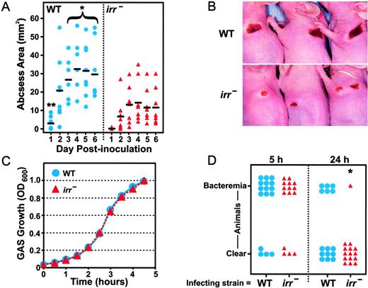 FIGURE 1. The Ihk-Irr two-component gene regulatory system is important for GAS pathogenesis. A, Cutaneous abscess size in individual mice infected by s.c. inoculation with wild-type (blue circles) or isogenic irr mutant (red triangles) strains of GAS. Black lines represent the average abscess size on each day. ∗, p < 0.017 vs irr mutant strain. ∗∗, p = 0.04 vs irr mutant strain. B, Representative abscesses 3 days after infection. C, In vitro growth of the wild-type (blue circles) and irr mutant (red triangles) GAS strains. D, Bacteremia in mice after i.p. inoculation of wild-type (blue circles) and irr mutant (red triangles) GAS strains. ∗, p = 0.03 vs wild-type strain.