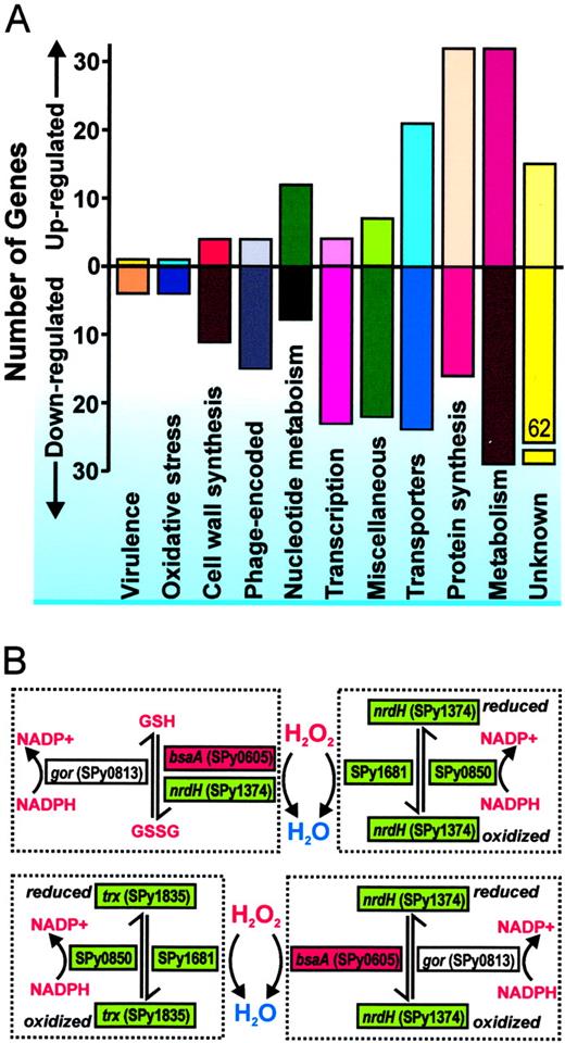 FIGURE 2. Ihk-Irr regulates global gene expression patterns in GAS. A, Genes up- or down-regulated in the irr mutant GAS strain compared with the wild-type strain were identified by GAS microarrays and assigned to categories. Data for genes whose expression was significantly different between each strain at early exponential phase (OD600 = 0.35) and/or late exponential phase (OD600 = 0.75) of growth were combined for this analysis. B, Model schematic for Ihk-Irr-regulated detoxification of hydrogen peroxide. Transcript levels for genes increased (red boxes) or decreased (green boxes) in the irr mutant GAS strain compared with the wild-type strain identified by the microarray studies. White box with gor (glutathione reductase, SPy0813) indicates the gene was present but not differentially expressed. The model schematic is based on function of putative homolog encoded by the indicated genes.