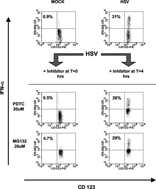 FIGURE 7. Neither PDTC nor MG132 inhibits IFN-α expression in PDC when added late after HSV stimulation. PBMC at 2 × 106/ml were stimulated with HSV at an MOI of 1. MG132 or PDTC at a concentration of 20 μM was added at the beginning or 4 h after the initiation of HSV stimulation. Cells were surface stained with CD123 PE and HLA-DR allophycocyanin for identification of PDC populations, followed by fixation and intracellular staining for IFN-α. Numbers shown on the flow cytometric dot plot represent percentage of PDC that produced IFN-α (cells in upper right quadrant). Data are representative of three independent experiments.