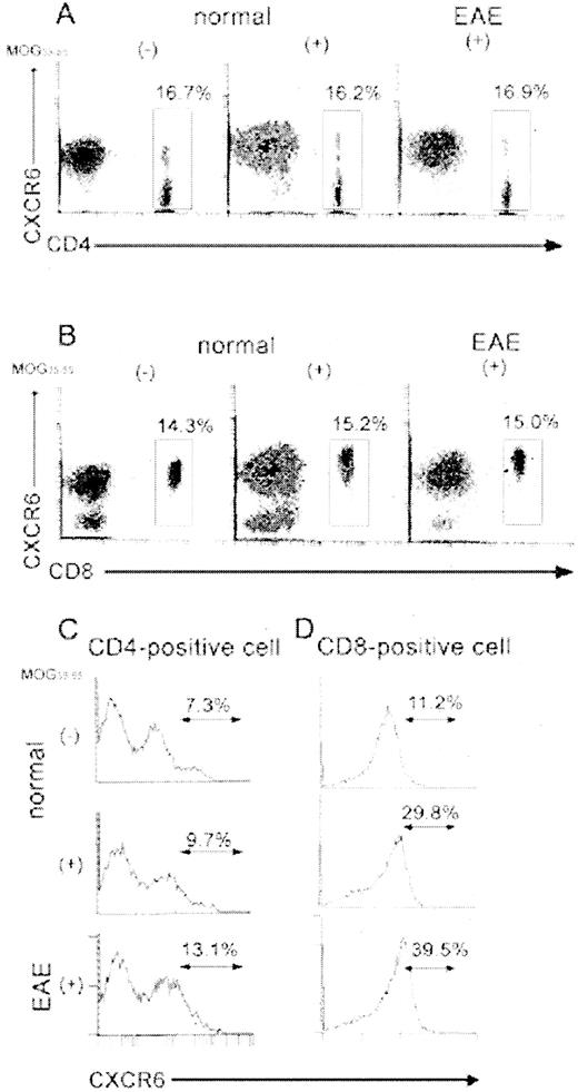 FIGURE 5. Expression of CXCR6 on MOG35–55-specific activated CD4-positive and CD8-positive T cells. Mice were immunized with MOG35–55 as described in Fig. 2, and spleen cells of mice 4 days after immunization (EAE) or without immunization (normal) were analyzed before (−) and after (+) in vitro cultivation with MOG35–55 for 4 days. Cells were stained with SR-PSOX/CXCL16-Fc, followed by PE-labeled anti-human-Fc mAb together with anti-FITC-labeled CD4 mAb (A and C) or anti-FITC-labeled CD8 mAb (B and D), and then analyzed by two-dimensional flow cytometry (A and B). CD4-positive and CD8-positive cells in A and B, respectively, were gated, and the expression of CXCR6 was analyzed (C and D). The data are representative of three independent experiments with similar results.