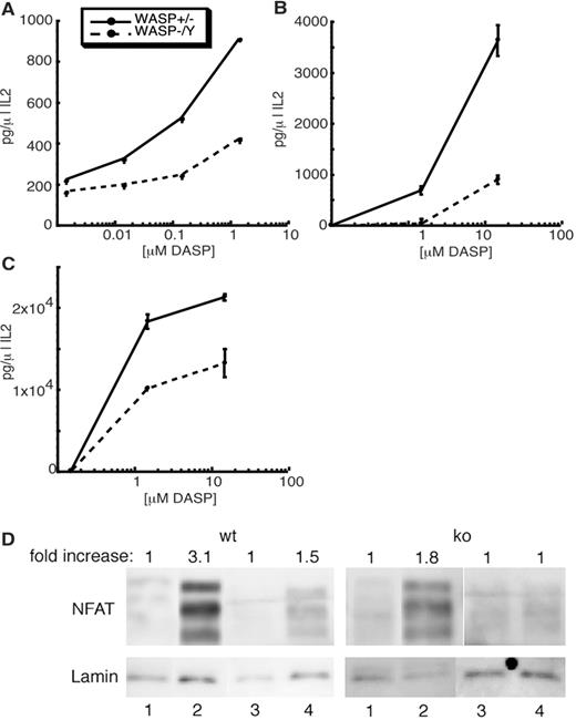 FIGURE 1. WASP-deficient T cells have a defect in IL-2 production and NFATc translocation in response to T cell stimulation. Naive (A and D) or previously activated (B and C) WASP+/− or WASP−/Y lymph node T cells were incubated for 24 h with C3H splenocytes (A and B) or CH12 B cells (C) presenting the indicated concentrations of DASP peptide. Supernatants were analyzed by ELISA for IL-2 production. D, NFATc nuclear translocation in cells that were unactivated (lanes 1), activated with PMA/ionomycin (lanes 2), mock-activated with uncoated beads (lanes 3), or activated with anti-CD3/anti-CD28-coated beads (lanes 4). In each case, nuclear fractions were separated and analyzed by SDS-PAGE, and NFATc and Lamin A were detected by Western blot analysis. Fold increase in nuclear NFATc over the unactivated control was determined using lamin A as a loading control, as described in Materials and Methods.