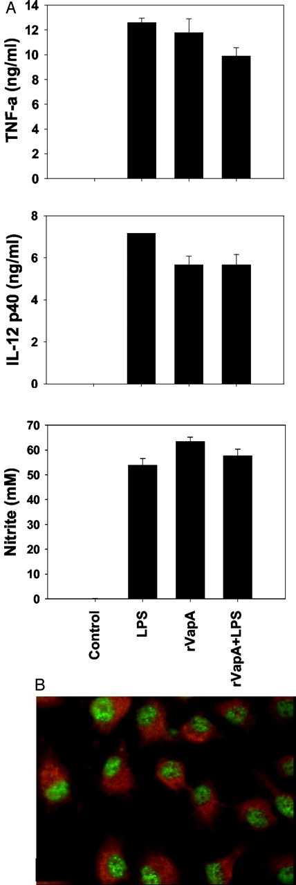 FIGURE 9. Cellular activation by purified VapA. A, Production of TNF (top bar graph), IL-12(p40) (middle bar graph), and NO (bottom bar graph) by macrophages exposed to LPS (100 ng/ml), rVapA (3 μg/ml), or both rVapA + LPS. B, BMMφ were stimulated with rVapA from R. equi. After 45 min, macrophage monolayers were fixed and incubated with an Ab against NF-κB p65 and Evans blue as a macrophage counterstain. Localization of NF-κB p65 was determined using fluorescence microscopy.