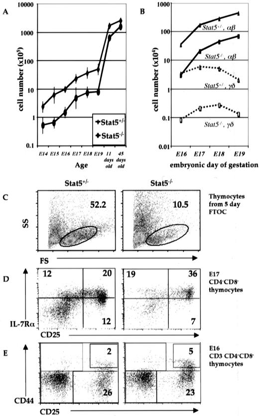 FIGURE 1. Declines in thymocyte numbers in Stat5−/− fetuses. A, Average total numbers of thymocytes on each of the indicated embryonic days of gestation were based on a minimum of three litters with at least five total Stat5−/− fetuses. After birth, n = 6 and n = 11 for Stat5+/−, and n = 4 and n = 8 for Stat5−/−, at 11 and 45 days of age, respectively. Total thymocyte numbers are significantly different between Stat5+/− and Stat5−/− mice at all time points tested based on Student’s t test (p < 0.05 to p < 0.005). B, Numbers of αβ and γδ thymocytes were calculated by total thymocyte numbers from individual animals at the indicated age multiplied by the proportions of CD4+ and/or CD8+ and TCRγδ+, respectively, determined by FACS analysis of individual animals. C, Representative FACS analysis of E16/17 fetal thymic lobes cultured for 5 days reveals that Stat5−/− fetal thymocytes are significantly less viable (average frequency of cells in the live gate, 14.5 ± 4.2%; n = 8) than Stat5+/− controls (53.2 ± 2.6%; n = 12). Proportions of live cells were determined by forward scatter/side scatter analysis and correlated with the values determined by trypan blue dye uptake by dead cells. D, Increased frequency of immature precursor cell subsets (IL-7R+CD25+CD4−CD8−) in E17 Stat5−/− fetal thymocytes relative to Stat5+/− littermate controls. Representative FACS profiles of the indicated cell surface Ags on CD4−CD8− thymocytes are shown. E, Increases in the proportion of CD25+CD44+ precursor subsets (proT) among E16 TN fetal thymocytes of Stat5−/− animals. On the average, there was an ∼2-fold enhancement of the frequency of proT cells and a marginal decrease in the proportion of CD25+CD44− pre-T cells.