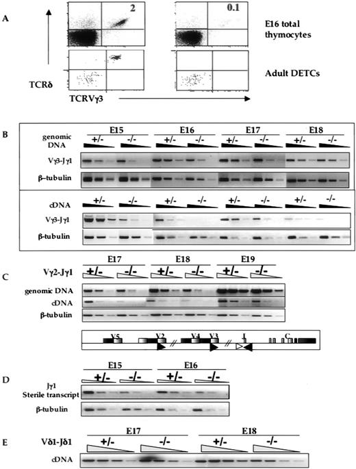 FIGURE 2. Impaired γδ T cell development in Stat5−/− mice. A, Representative FACS profiles of γδTCR+ composition in E16 thymocytes are shown. Ab staining experiments were performed on thymocytes of individual fetuses from a minimum of three litters on E16–19. Note that the reduction in Vγ3+ thymocyte represents ∼100-fold decreased cellularity (20-fold decrease in percentage of Vγ3+ cells in conjunction with ∼5-fold decrease in total thymocyte number). Vγ3+ DETCs were not detected in four adult Stat5−/− mice (3–10 wk old). Analysis of Vγ3-Jγ1 (B) and Vγ2-Jγ1 (C) rearrangement (top panel) and RNA levels (bottom panel) by semiquantitative PCR and RT-PCR, respectively. The forward (▸) and reverse (◂) primer locations are illustrated below (C). D, The relative levels of Jγ1-specific transcripts as determined by semiquantitative RT-PCR on the indicated day of gestation are shown. The forward primer location (▹) is illustrated above the figure. E, No changes were detected for rearranged Vδ1 gene expression in Stat5−/− fetal thymocytes. Representative data from serial 3-fold dilutions of cDNA samples as indicated is shown. cDNA samples used were same as those in C, and tubulin controls are not shown. Similar results were obtained when rearranged Vδ4 or Vδ5 gene expression was analyzed (data not shown). No products were detected from the unrearranged genomic DNA in any of the experiments. For RNA analysis, no products were seen when the RT step was omitted. Levels of β-tubulin DNA or transcripts were used as the loading controls. Samples were serially diluted 4-fold, except in E. All PCR experiments were performed using the samples described in Fig. 1, and similar results were obtained in a minimum of three independent replicate assays at each gestational stage.