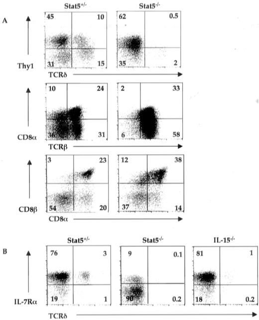 FIGURE 4. Paucity of peripheral TCRγδ+ cells in Stat5−/− mice. A, Representative FACS profiles of IELs from individual 8-wk-old mice show reduced γδ TCR+ IELs (top), marginally increased proportion of αβTCR+ IELs (numbers are reduced by <2-fold on the average; see Table I; middle), and increased ratio of CD8αβ+:CD8αα+ cells (bottom) in Stat5−/− mice compared with littermate controls. See Table I for more details. B, STAT5 is essential for IL-7R-mediated maintenance of peripheral γδ T cells. FACS analyses of nylon wool-enriched splenic T cells (nylon wool nonadherent fraction, >80% TCR+) with the indicated mAbs reveal a reduction in γδ T cells and a decrease in IL-7Rα expression on T cells of Stat5−/− mice. A minimum of four young mice (sex and age (3–4 wk old) matched) of each genotype were examined. Total T cell numbers were comparable in all mouse groups.