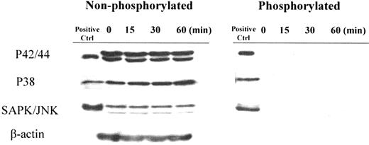 FIGURE 7. MAPK (p44/p42), p38 MAPK, or SAPK/JNK pathways in DCs following THC treatment. Bone marrow-derived DCs were incubated with THC (5 μM) and total protein was extracted at each indicated time point. Fifteen micrograms of lysate was used for Western blot analysis.