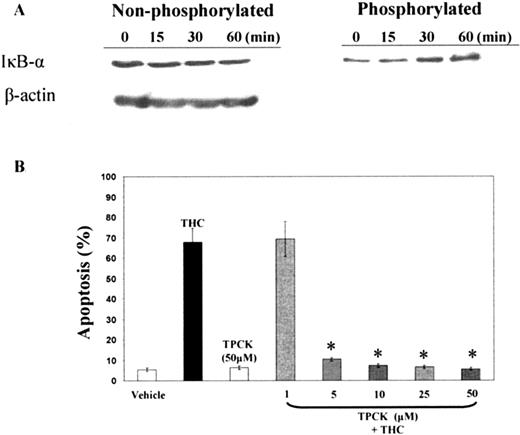 FIGURE 8. NF-κB pathway in DCs following THC treatment. A, Bone marrow-derived DCs were incubated with THC (5 μM) and total protein was extracted at each indicated time point. Fifteen micrograms of lysate was used for Western blot analysis. B, Various concentrations of the NF-κB inhibitor, TPCK, were added to the DCs in the presence or in the absence of THC, and the induction of apoptosis was measured by TUNEL. The vertical bars represent mean ± SEM from three experiments. Asterisk denotes statistically significant difference (p < 0.05) between THC alone and THC plus TPCK treatment.