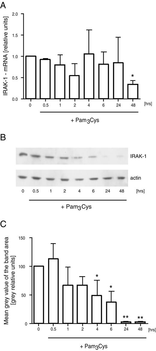 FIGURE 11. Time course of IRAK-1 expression in Pam3Cys-stimulated Mono Mac 6 cells. Mono Mac 6 cells were stimulated for indicated (0.5–48 h) periods of time with 1 μg/ml Pam3Cys. A, Real-time monitoring of cDNA amplification using the LightCycler technology was applied. Isolated RNA was reverse transcribed and amplified for IRAK-1 and α-enolase as a control. Results were normalized for α-enolase expression. Reduction of IRAK-1 mRNA expression in cells precultured for 48 h was down to 33.8 ± 8.6% in comparison with 0-h, untreated cells. Average of IRAK-1 mRNA expression, in comparison with unstimulated Mono Mac 6 cells, ± SD (in relative units) from five independent experiments is shown; ∗, p < 0.01 as compared with naive cells. B, One representative time course of a Western blot for IRAK-1 protein expression in Pam3Cys-precultured Mono Mac 6 cells is shown. C, Western blots were analyzed by densitometry and normalized for actin content, and the average results from four independent experiments ± SD (in gray relative units), in comparison with 0-h cells, are given. Reduction of IRAK-1 protein content in stimulated cells was down to 48.8 ± 26.5% after 4 h, 37 ± 19.9% after 6 h, 2.5 ± 1.3% after 24 h, and 2.6 ± 1.6% after 48 h of Pam3Cys stimulation; ∗, p < 0.05 as compared with naive cells; ∗∗, p < 0.01 vs naive cells.