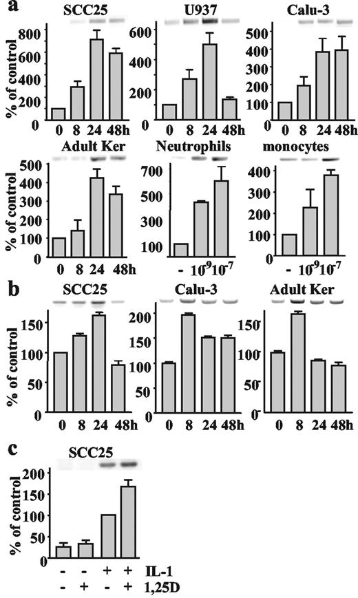 FIGURE 2. 1,25(OH)2D3-regulated expression of camp (a) and defB2 (b) transcripts in human cell lines and primary cultures. c, 1,25(OH)2D3 (10−9 M) enhances the stimulatory effect of 8-h incubation with IL-1 (50 ng/ml) on defB2 expression in SCC25 cells. Results were monitored by RT-PCR and are presented as the means ±SEM from at least three experiments.