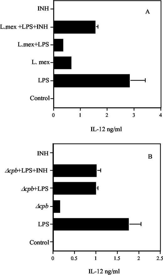 FIGURE 1. The effect of amastigotes on LPS-induced IL-12 synthesis. BMMφ produced significant quantities of IL-12 when stimulated with LPS for 48 h (A). Infection of macrophages with L. mexicana amastigotes for 48 h resulted in minimal IL-12 induction and greatly inhibited LPS-induced IL-12 production (p < 0.01; A). The addition of cathepsin L inhibitor IV (INH; 10 μM) significantly reversed the ability of the parasite to inhibit LPS-induced IL-12 production (p < 0.05; A). The Δcpb amastigotes had limited ability to inhibit LPS-induced macrophage IL-12 production (B), and the cathepsin L inhibitor did not further promote LPS-induced IL-12 production (B). The data are representative from six independent experiments.