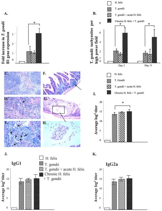 FIGURE 2. Mice with concurrent H. felis infection have higher parasite loads and tissue damage with T. gondii infection. A, T. gondii B1 gene expression in the spleen, normalized to GAPDH levels, was determined 3 days after T. gondii infection (n = 5 in each group). Error bars represent 1 SD; ∗, p < 0.02. B, Average number of spleen tachyzoites per ×400 field at day 3 and day 11. Columns represent the average number of tachyzoites counted in 20 fields from two consecutive sections of spleen in each of five mice per group. Error bars represent 1 SD; ∗, p < 0.02. H&E stained spleen sections. C, normal architecture in H. felis-infected mice. D, T. gondii-infected mice have occasional tachyzoites visible (arrows). E, Dual-infected mice have multiple clusters of tachyzoites visible (arrows) with distortion of the splenic architecture. F, Ileal section from a mouse infected with T. gondii alone. Architecture is preserved and villi are intact. There is a mild inflammatory infiltrate with small intramucosal lymphocytic aggregates (arrow). G, Dual-infected mice had marked architectural distortion of the ileum with edema, massive lymphocyte infiltration, and visible tachyzoite replication within cystic areas of the mucosa (box). Boxed inset is shown at higher power in H. Specific anti-T. gondii IgG (I), IgG1 (J), IgG2a (K). Ab measured at week 20. Error bars represent 1 SEM.