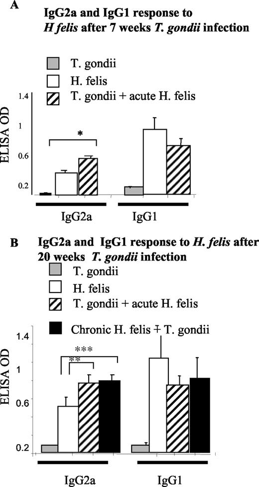 FIGURE 3. T. gondii infection alters the H. felis-specific Ab response. Serum levels of H. felis-specific IgG1 and IgG2a were measured by ELISA at 7 wk (A), 20 or 40 wk (B) post-H. felis infection (n = 10 for each group). Error bars represent 1 SEM, ∗, p = 0.0012, ∗∗, p = 0.031, ∗∗∗, p = 0.04.