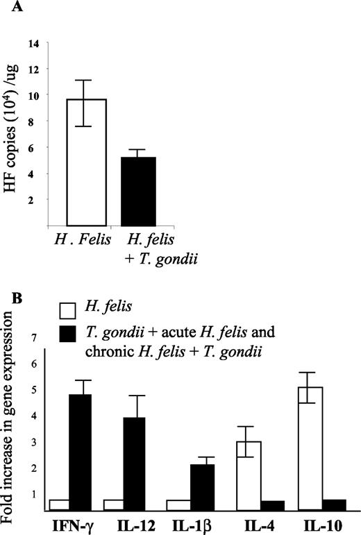 FIGURE 5. Concurrent T. gondii infection shifts the local gastric mucosal cytokine response to H. felis from a Th2 profile to a Th1 profile. A, Quantitative PCR for H. felis infection reported as number of bacteria (as a function of gene copy number) per microgram of total gastric tissue. Error bars represent 1 SD (n = 10 for each group). B, Quantitative PCR of IFN-γ, IL-12, IL-1β, IL-4, and IL-10 in the gastric fundic mucosa of H. felis-infected (7 and 20 wk infection time points combined) and H. felis/T. gondii-infected (7 and 20 wk of H. felis infection combined) mice. Results in the dual-infected mice (Helicobacter/T. gondii each 7 wk, Helicobacter/T. gondii each 20 wk, and Helicobacter 20 wk/T. gondii 7 wk; long-term studies in this last group were not performed and were therefore not available for interpretation) were indistinguishable from each other, therefore data from acute and chronic Helicobacter infection were combined. Each sample was run in triplicate, values differed by <1%, and an average for each mouse was used in calculation. Results are mean values + 1 SD (n = 10). Experiment was performed two times with similar results.