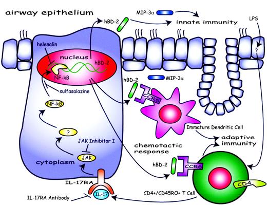 FIGURE 12. Schematic diagram of the role of IL-17-induced hBD-2 and MIP-3α in an airway inflammatory response to a bacteria infection. Both hBD-2 and MIP-3α are essential components of airway innate immunity. Through CCR6, immature dendritic cells and activated T cells are recruited by hBD-2/MIP-3α to boost the defense mechanism. Activated T cells are able to secrete IL-17 locally and to act on IL-17R A, which is located at the basal side of the polarized airway epithelia. Through JAK and NF-κB pathways, hBD-2 and MIP-3α are further induced to provide more antimicrobial activity and the chemotactic recruitment of more inflammatory cells to achieve adaptive immunity.