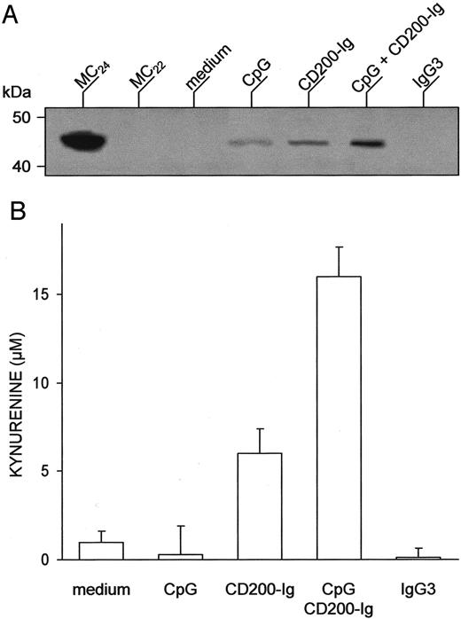 FIGURE 4. Ability of CD200-Ig to induce IDO expression and function in 120G8+ pDCs. A, IDO expression was assessed by Western blot analysis. pDCs were treated in vitro with CD200-Ig, either alone or in combination with CpG ODN, IgG3 representing the control treatment. IDO expression was investigated with an IDO-specific Ab. The positive control consisted of IDO-expressing MC24 transfectants and the negative control consisted of mock-transfected MC22 cells. Loading controls (not shown) consisted of samples reprobed with β-actin-specific Ab. One experiment of three is shown. B, Functional IDO activity in response to CD200-Ig was measured in vitro in terms of the ability to metabolize tryptophan to kynurenine with the use of pDCs treated as indicated above. Kynurenine levels in supernatants were measured by HPLC, and results are the mean ± SD of triplicate samples in one of two experiments.