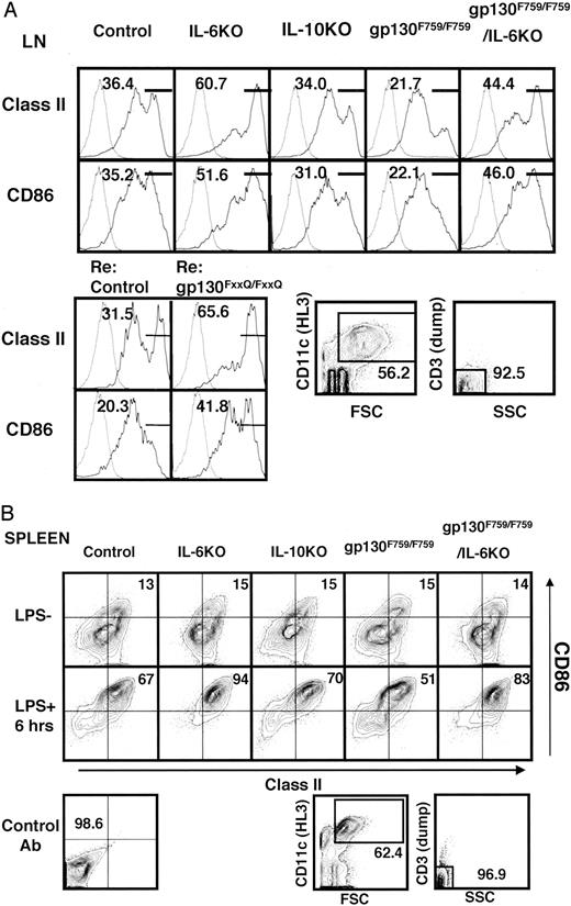 FIGURE 1. IL-6 decreases the number of activated/mature DCs and increases the number of resting/immature DCs in the steady state. A, CD11c+ DCs were first purified as an enriched population from collagenase-treated (30 min at 37°C or room temperature) superficial lymph nodes using anti-CD11c Ab (N418)-coated magnetic beads. The resulting population was stained using another anti-CD11c Ab (HL3) and an anti-CD3 Ab (dump) and analyzed for the expression of MHC class II and CD86 on the CD11c+ (HL3+) cells. CD11c+CD45.2+ DCs from control and gp130FxxQ/FxxQ reconstituted mice were analyzed. The broken lines represent background plots using isotype control Abs for the anti-class II and anti-CD86 Abs (mouse IgG2α, κ, and rat IgG2α, κ, respectively) for each mouse. The horizontal markers show the percentage of the high cells. The results are representative of more than three independent experiments. Significant differences were seen between the control and IL-6 KO, and the control and gp130F759/F759 mice by Student’s t test (p < 0.05). B, A cell population enriched in splenic CD11c+ DCs was obtained from spleens with or without a 6-h treatment of LPS (500 ng/animal) in vivo. Spleens were treated with collagenase for 30 min at 37°C or room temperature in vitro, then homogenized and sorted with anti-CD11c Ab (N418)-coated magnetic beads. The surface expression of MHC class II and CD86 molecules on the CD11c+dump− cells gated with another anti-CD11c Ab (HL3) plus an anti-CD3 Ab (dump) was analyzed by a flow cytometer. The quadrant was designated by staining isotype control Abs for anti-class II and anti-CD86, as shown in the bottom panel. The results are representative of more than three independent experiments. The differences between the control and IL-6 KO DC populations were significant by Student’s t test (p < 0.05).