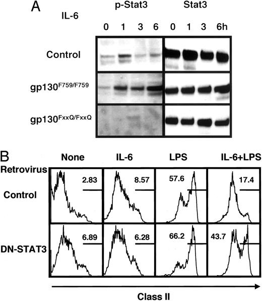 FIGURE 4. IL-6-induced STAT3 signaling is critical for the regulation of DC activation/maturation. A, BMDCs from control, gp130F759/F759, and gp130FxxQ/FxxQ mice were treated with IL-6 and harvested after 0, 1, 3, and 6 h. The phosphorylation of STAT3 was detected by Western blotting using an anti-p-STAT3 Ab. The results are representative of more than three independent experiments. B, gp130F759/F759 BMDCs were infected with a control retrovirus or a retrovirus carrying DN-STAT3 (STAT-3DMSCV). Infected CD11c+ BMDCs were pretreated with IL-6 for 24 h or left untreated, then some BMDCs from each group were treated with LPS for 24 h. CD11c+GFP+ cells were analyzed for the expression of class II by flow cytometry. Results are representative of more than four independent experiments. The results from control and DN-STAT-infected mice were significantly different by Student’s t test (p < 0.05).