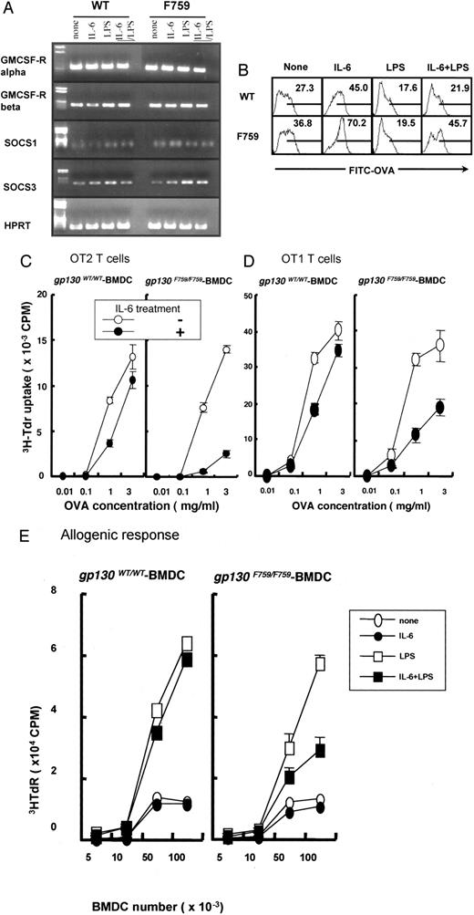 FIGURE 5. Characteristics of gp130F759/F759 BMDCs. A, BMDCs were prepared from control and gp130F759/F759 mice and treated with IL-6 alone, LPS alone, or IL-6 plus LPS. RT-PCR was performed to detect the expression of GM-CSFR α, β; SOCS1; and SOCS3 mRNA. B, BMDCs were prepared from control and gp130F759/F759 mice and treated with IL-6 alone, LPS alone, or IL-6 plus LPS. FITC-OVA was added to the culture for 15 min. The uptake of FITC-OVA molecules was detected by FACS. The results are representative of more than three independent experiments. The differences between nonstimulated and IL-6, and between nonstimulated and IL-6 plus LPS were significant by Student’s t test (p < 0.05). C and D, BMDCs were prepared from control and gp130F759/F759 mice and treated with IL-6 for 24 h. The BMDCs (2.5 × 104) were then cultured with various concentrations of OVA for 12 h and irradiated (2000 rad). Finally, the BMDCs were cocultured with 2.5 × 105 OT1 (C) or OT2 (D) T cells. The proliferation of T cells was monitored by the uptake of [3H]TdR. E, BMDCs were prepared from BALB/c mice and treated with IL-6 alone, LPS alone, or IL-6 plus LPS. T cells from C57BL/6 mice (2 × 105) were cocultured with various numbers of BALB/c BMDCs irradiated. The proliferation of T cells was monitored by the uptake of [3H]TdR.