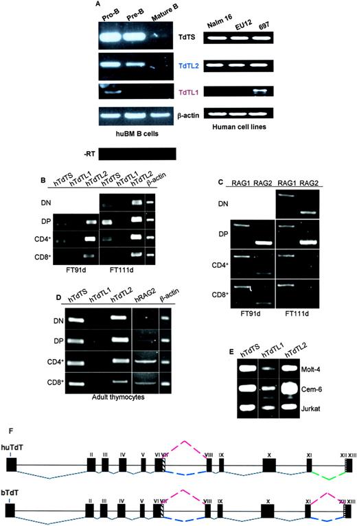 FIGURE 2. Regulated expression of hTdT splice variants during B and T cell development. A, Adult human bone marrow pro-B and pre-B cells were isolated by FACS with forward-light scattering and the markers CD19+IgM−CD34+ and CD19+IgM−CD34−, respectively. Mature B cells were identified as CD19+IgM+CD34−. Left panel, RT-PCR products were generated from sorted bone marrow subpopulations with hTdT isoform-specific primers. Right panel, RT-PCR products from human cell lines: Nalm 16, pro-B stage; EU12, pro-pre-B stage; 697, pre-B stage. B, Fetal DN (CD4−CD8−), DP (CD4+CD8+), CD8+, and CD4+ thymocytes obtained from days 91 and 111 thymi were purified by FACS with forward-light scattering and the markers CD3, CD8, and CD4. RT-PCR products were generated with hTdT isoform-specific primers. C, RT-PCR analyses were performed to detect human RAG-1 and RAG-2 genes in the same fetal thymocyte subpopulations as defined in B. D, In adult thymocytes, both hTdTS and hTdTL2 were expressed at similar levels, in all stages of T cell development. hRAG2 transcripts were readily seen in the single-positive populations, whereas hRAG1 was not present, perhaps due to transcript instability or aging. E, All three hTdT isoform transcripts were detected in Molt-4, Cem-6, and Jurkat human T cell lines by RT-PCR. F, Alternative splicing patterns of human, bovine, and rat Dntt were deduced based on genomic sequences and RT-PCR analyses. Red and blue lines indicate exclusion and inclusion of exon VII, respectively. Green line depicts constitutive exclusion of exon XII during normal lymphocyte development; however, inclusion of this exon could occur in transformed cells.