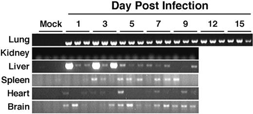 FIGURE 10. SARS-CoV RNA is found in multiple extrapulmonary sites. RNA was extracted from the tissues listed at the indicated days after infection of B6 mice with 1 × 104 TCID50 U of SARS-CoV. RT-PCR for the SARS-CoV polymerase gene was performed. Data are presented from one experiment representative of at least two experiments with at least six mice in each group.