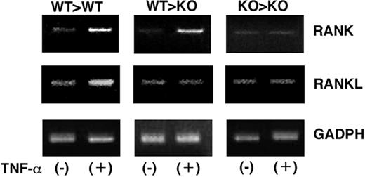 FIGURE 8. TNF-α increases RANK expression in vivo. Bone marrow was obtained from WT>WT, WT>KO, and KO>KO mice after five daily injections of TNF-α (3 μg per day) or vehicle. RNA was isolated, and RANK and RANKL mRNA expression was measured by RT-PCR.