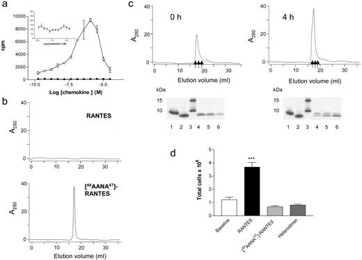 FIGURE 6. Analysis of the ability of [44AANA47]-RANTES to form higher-order quaternary structures. a, The ability of RANTES (○) and [44AANA47]-RANTES (•, and see inset) to oligomerize on immobilized heparin was assessed. b, Size exclusion chromatography on Superdex 200 equilibrated in PBS of RANTES (1 mg/ml) (upper panel) or [44AANA47]-RANTES (1 mg/ml) (lower panel). c, A 1:1 mixture of RANTES and the [44AANA47]-RANTES variant at a final protein concentration of 1 mg/ml at time 0 (left panel) or 4 h after mixing (right panel). SDS-PAGE analysis of the eluted peaks: lanes 1, RANTES; 2, [44AANA47]-RANTES; 3, molecular mass markers; 4–6, fractions indicated with arrows. d, The ability of RANTES (black bars), [44AANA47]-RANTES (light gray bars), and the heterodimer (dark gray bars) to induce recruitment into the peritoneal cavity in vivo. The proteins were administered at 0.5 mg/kg i.p.
