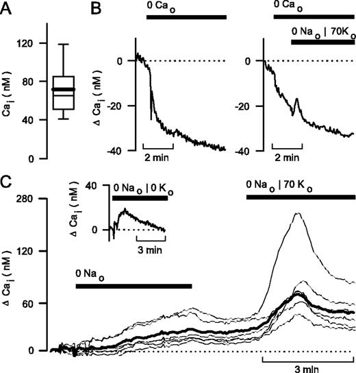 FIGURE 5. Dependence of basal Cai on external cations. A, Basal [Ca2+]i of nonstimulated RBL mast cells exposed to the standard external solution. The box plot shows the mean Cai (bold line), the median and percentiles (10, 25, 75 and 90th) (n = 310). B, Response of Cai to the removal of external Ca2+ (0 Cao, left) and to the sequential removal of Ca2+ and Na+ in the presence of 70 mM K+ (0 Nao and 70 Ko, right). The traces represent the average of 11 (left) and 13 (right) single cell responses. C, Responses of Cai to the removal of external Na+ (0 Nao) and additional exposure to 70 mM K+ (0 Nao and 70 Ko). The time course of the average Cai response (bold line, n = 11) is superimposed on examples of single cell responses. Average Cai response (inset, n = 12) to removal of external Na+ and K+ (0 Nao and 0 Ko). In the experiments shown in B and C, Cai responses were expressed as ΔCai with respect to basal Cai values obtained in the standard solution at the beginning of the experiment. Except otherwise indicated, cells were exposed to the standard solution.