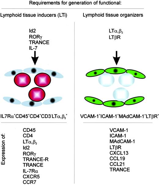 FIGURE 2. Requirements for the generation of functional lymphoid tissue inducers and organizers. For the generation of LTi cells, which are derived from IL-7R-expressing fetal liver precursors, expression of RORγ and Id2 by LTi cells is mandatory. Also, in the absence of TRANCE-R signaling, the number of LTi cells in the lymph node anlagen is severely reduced. Within the lymph node anlage, LTi cells mediate triggering of the LTβR on stromal cells through expression of LTα1β2, which is induced by ligation of either the TRANCE-R and/or IL-7R. Functional LTi cells need to express CXCR5 as well as CCR7, to respond to CXCL13, CCL19, and CCL21, chemokines involved in lymph node formation. To generate functional lymphoid tissue organizers, LTβR signaling leads to expression of MAdCAM-1, ICAM-1, and VCAM-1 on these cells, as well as the production of the chemokines CXCL13, CCL19, and CCL21. Other molecules expressed by LTi and stromal organizers are listed.