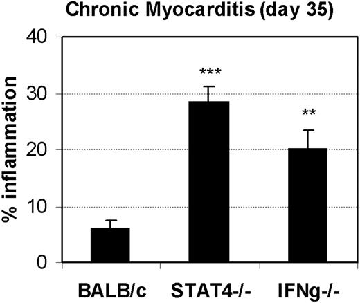 FIGURE 8. STAT4 or IFN-γ deficiency increases chronic, autoimmune myocarditis. Mice deficient in STAT4 (STAT4−/−) or IFN-γ (IFN-γ−/−) were compared with wild-type BALB/c controls for the development of chronic myocarditis. Mice received 103 PFU of CVB3 i.p. on day 0, and hearts were collected on day 35 p.i. Myocarditis was assessed as the percentage of the heart section with inflammation and necrosis compared with the overall size of the heart section stained with H&E. Individual experiments were conducted more than three times with seven mice per group. Data are presented as the mean ± SEM.