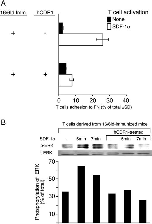 FIGURE 3. Treatment of BALB/c mice with hCDR1 concomitant with 16/6Id immunization down-regulates SDF-1α-induced T cell adhesion and ERK phosphorylation. A, Labeled T cells from 16/6Id-immunized mice and hCDR1-treated mice were added to FN-coated microtiter well plates and incubated with or without 100 ng/ml SDF-1α. The wells were washed 60 min later, and adhesion of the remaining FN-bound T cells was measured. B, T cells were incubated with SDF-1α (250 ng/ml) for 5 and 7 min and lysed, and the extent of their intracellular ERK-phosphorylation was examined in their lysates. The lysates were run on SDS-PAGE, transferred to nitrocellulose membranes, and immunoblotted with anti-phospho-ERK (pERK) and anti-total-ERK (tERK) Abs. The densitometric histograms of the experiment are expressed as pERK/tERK × 100%. Shown are the results ± SD of one experiment representative of three that yielded an essentially similar pattern of results. ∗, p < 0.05.