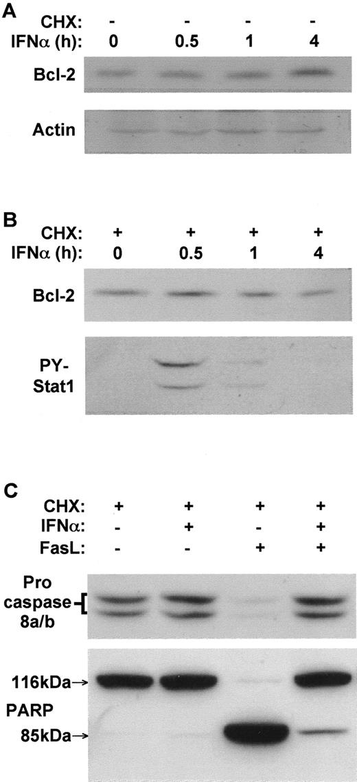 FIGURE 4. IFN-α inhibits FasL-induced apoptosis independently of new protein synthesis in H9 cells. H9 cells were seeded in 24-well tissue culture plates at a density of 1 × 106 cells in 1 ml of medium. A, Cells were exposed to IFN-α-2a at a final concentration of 10,000 IU/ml for 0, 0.5, 1, or 4 h. Cells were harvested, and lysates were prepared for Western blot analysis of the antiapoptotic protein, Bcl-2, and the loading control, actin. B, H9 cells were incubated with the general inhibitor of protein synthesis, CHX, at a final concentration of 2 μM. IFN-α-2a was added at a final concentration of 10,000 IU/ml, and cells were harvested at 0.5, 1, and 4 h thereafter for Western blot analysis of Bcl-2 and phospho-Stat1. C, Effects of IFN-α on sensitivity to apoptosis were tested in the absence of de novo protein synthesis by incubating control or CHX-exposed cells (2 μM for 1 h) with IFN-α (10,000 IU/ml for 1 h) before addition of FasL (200 ng/ml for 3 h). Cells were harvested for Western blot analysis to examine cleavage of procaspase 8a/b (apparent Mr, 56/54 kDa) and PARP (apparent Mr for intact PARP, 116 kDa; Mr for its cleavage product, 85 kDa), as described above.