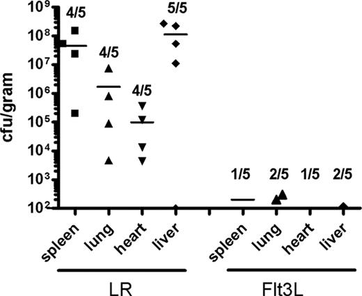 FIGURE 2. Increased survival after burn wound infection in mice treated with Flt3L is associated with decreased systemic dissemination of bacteria. Mice were injected once daily for 5 days with Flt3L or LR as a control treatment. On day 6, mice received a scald burn followed by topical application of 500 CFU of P. aeruginosa to mice in the infection groups. Tissues were harvested 3 days later for quantitative bacterial cultures. Bacterial counts are shown on the y-axis (CFU/gram of tissue, wet weight), and numbers on the graph represent the number of mice with positive tissue cultures of the total number examined.