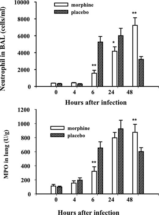 FIGURE 4. Recruitment of neutrophils in BAL (A; Diff-Quick stain) and lung tissue (B; MPO activity) of chronic morphine-treated and placebo control mice. Data are presented as the mean ± SEM. Mean values from three independent experiments are shown. ∗∗, p < 0.01; ∗, p < 0.05 (compared with the placebo control group; n = 6).