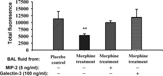 FIGURE 9. Effect of chronic morphine treatment on BAL fluid chemotactic activity. Chemoattractant activity of BAL fluid was analyzed using a neutrophil chemotaxis assay. BAL fluid was collected from morphine- and placebo-treated mice 4 h after infection. Morphine-treated BAL was supplemented with MIP-2 or galectin-3 as indicated. The values represent the mean ± SEM. Mean values from three experiments are shown. The data were normalized to the uninfected control values. ∗∗, p < 0.01 (compared with the placebo control group; n = 6).