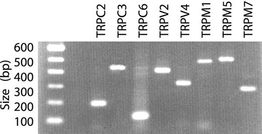 FIGURE 8. Molecular identification of mechanically activated currents. RT-PCR analysis of RNA from primary B cells revealed expression of eight TRP mRNA. DNA primer pairs used for amplification were validated on mouse genomic DNA or with cDNA prepared using tissue from which each clone was originally isolated (data not shown). Negative controls were performed on identical mRNA preparations to exclude false positive results due to genomic DNA contamination (data not shown).