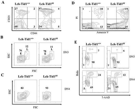 FIGURE 3. Tid1 deficiency increases cell death and reduces cell proliferation in DN4 cells. A, Profiles of DN thymocytes from control and lck-tid1f/f mice stained with CD25 and CD44 Abs. Numbers in quadrants indicate the percentages of DN1–4 (DN1, CD44+ CD25−; DN2, CD44+CD25+; DN3, CD25+CD44−; DN4, CD25−CD44−) cells within these areas. B, DN3 thymocytes of control and mutant thymi were further separated, according to size, into small E cells and large β-selected L cells. C, DN4 thymocytes were analyzed by forward (FSC) and side (SSC) scatter flow cytometry. D, DN thymocytes stained with PI and annexin V. Numbers in quadrants indicate the percentages of cells in these areas. E, Flow cytometric analysis of DN3 (upper panel) and DN4 (lower panel) thymocytes for BrdU incorporation (cell proliferation) and 7-AAD staining (DNA content). Numbers in gated areas indicate the percentages of cells.